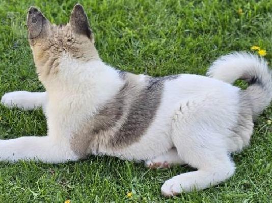 American Akita, υψηλής ποιότητας κουτάβια